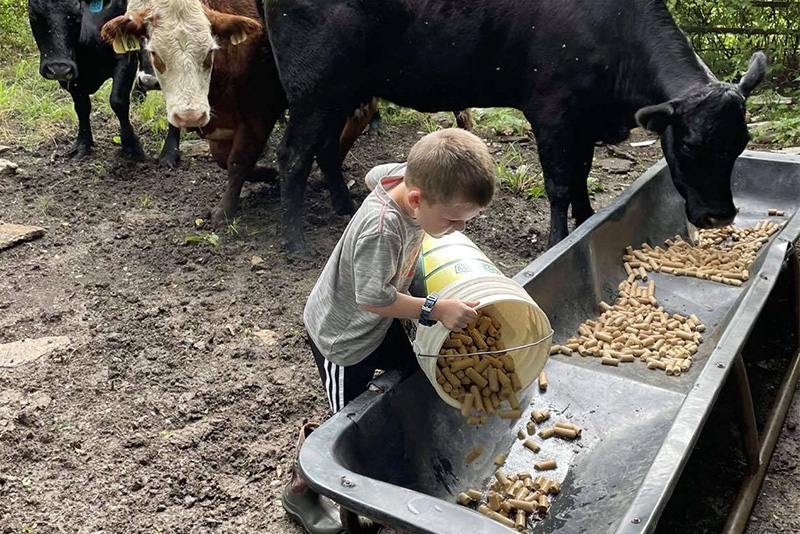 a young boy feeding cows at prior creek farms